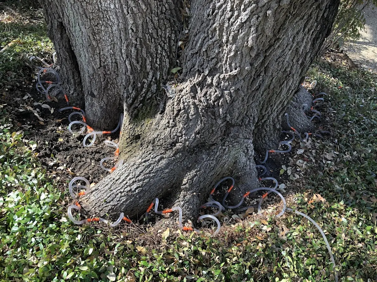 Detailed Tree Cabling and Bracing job site in Hughesville