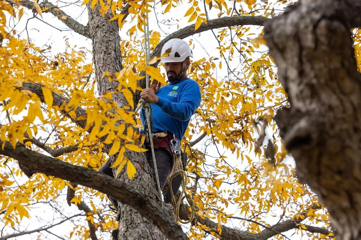 Skilled Tree Pruning crew working in Hughesville